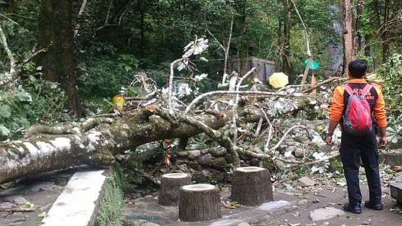 BTNGM Tanggung Asuransi 4 Wisatawan Korban Pohon Tumbang di Kaliurang