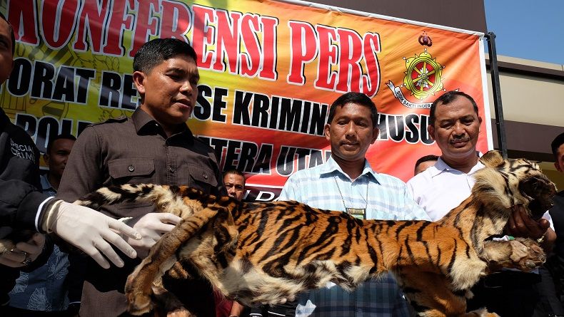Polisi: Sumut Jadi Tujuan Utama Perdagangan Gelap Hewan Langka