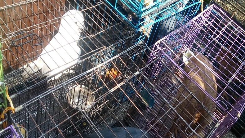 Miliki Belasan Burung Langka, Pegawai PDAM Tirtanadi Diamankan Polisi