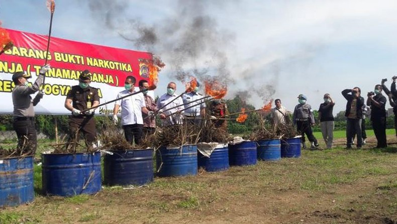 1.083 Batang Tanaman Ganja Dimusnahkan Polresta Yogyakarta