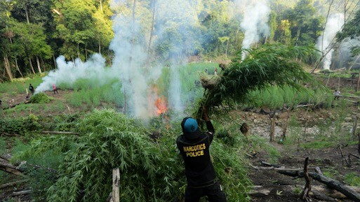 Polisi Musnahkan 3 Hektare Ladang Ganja di Aceh Besar