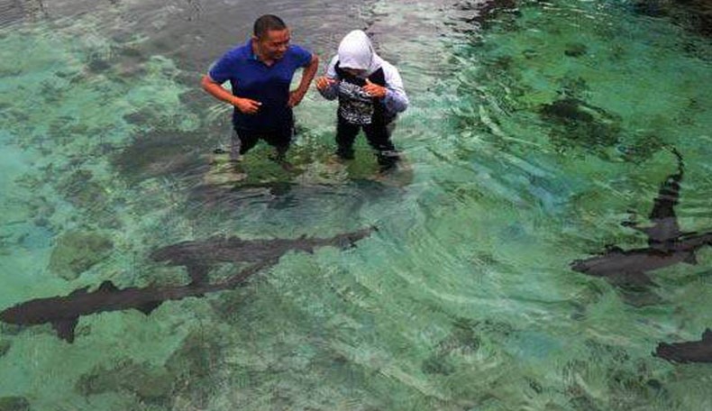 title Polisi Selidiki Kematian Massal Ikan Hiu di Pulau Menjangan Jepara Polisi Selidiki Kematian Massal Ikan Hiu di Pulau Menjangan Jepara