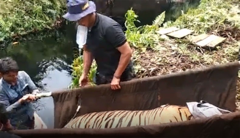 BBKSDA Riau Evakuasi Harimau Jantan yang 3 Hari Terjerat Perangkap