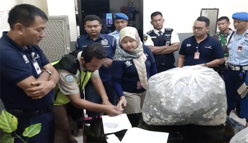 Selundupkan 7.040 Kuda Laut, Penumpang AirAsia Ditangkap di Yogya