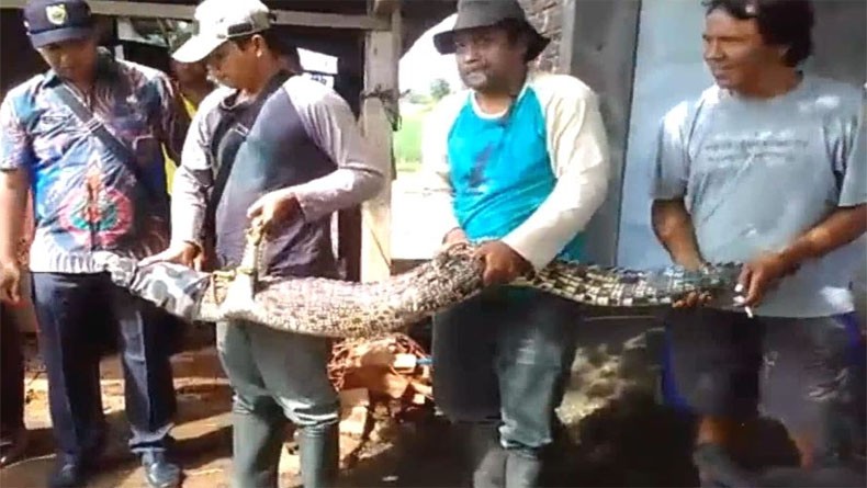 BKSDA Evakuasi Buaya Sungai Blorong ke Taman Margasatwa Mangkang