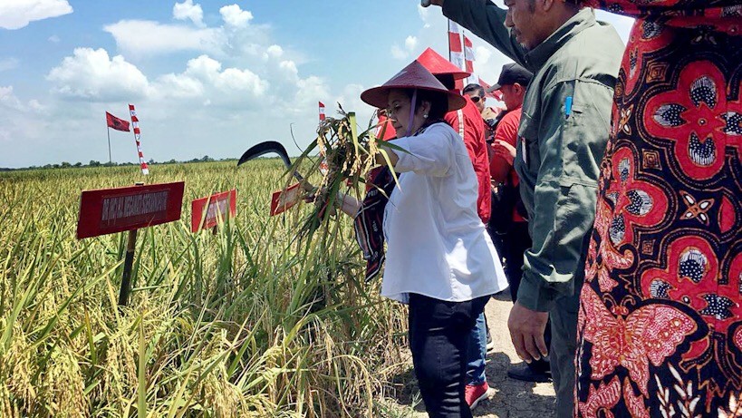Megawati Gelar Panen Raya Padi MSP di Indramayu - Bagian 1