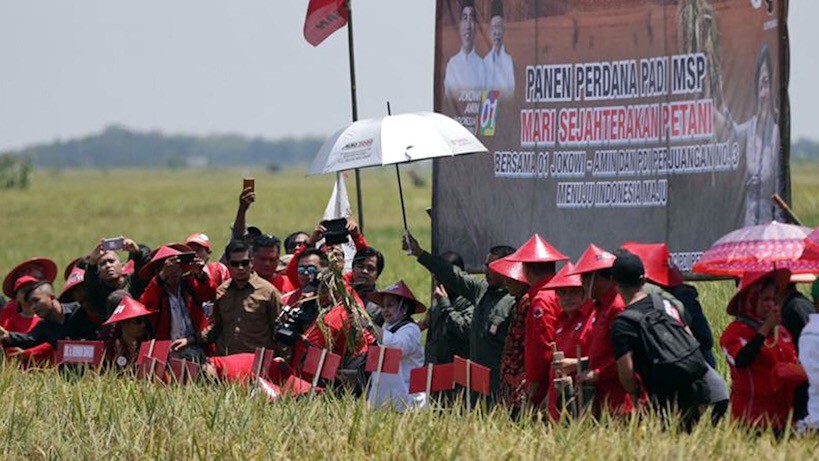 Megawati Gelar Panen Raya Padi MSP di Indramayu - Bagian 3