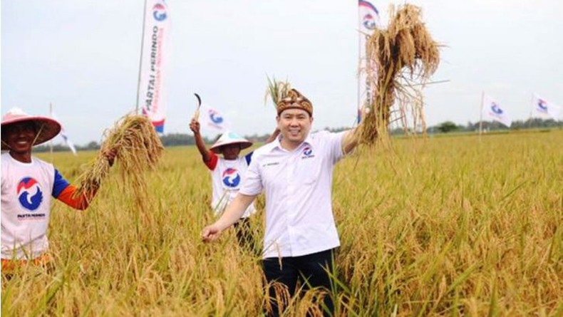 Panen Raya di Flores NTT, Perindo Perjuangkan Kesejahteraan Petani