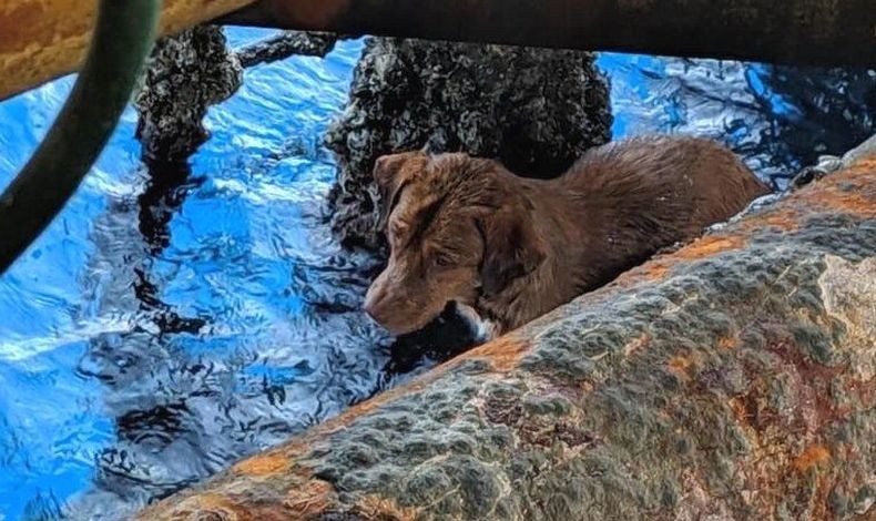 Anjing Ini Ditemukan Berenang di Laut 220 Km dari Pantai