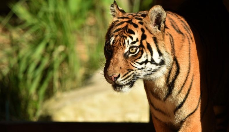 Harimau Sumatera Serang Penjaga Kebun Binatang di AS