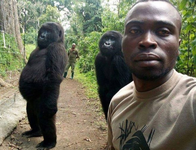 Foto gorila lucu