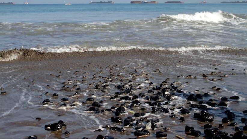 Pantai Cipatuguran Sukabumi Dipenuhi Tumpahan Batu Bara
