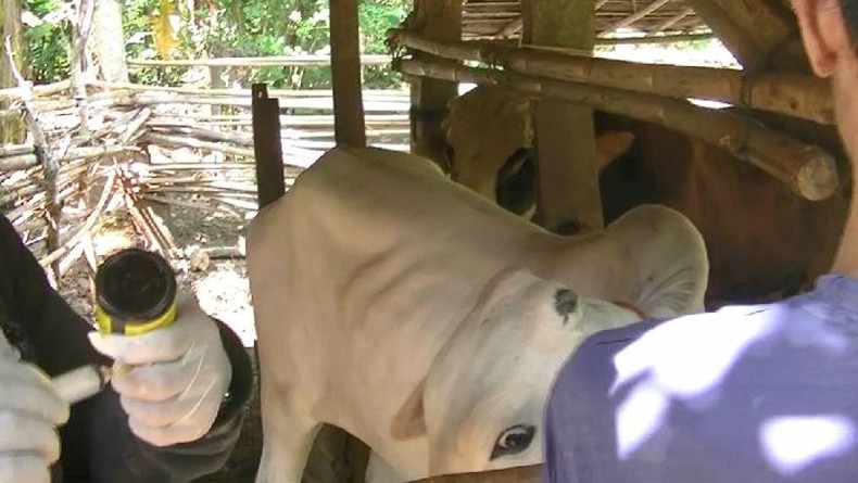 5 Sapi Positif Antraks dan 3 Mati di Gunungkidul DIY