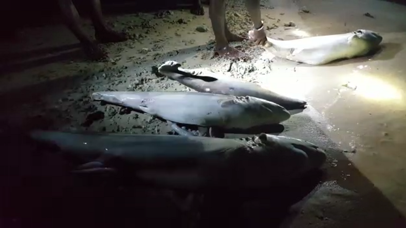 Patroli Perbatasan di Raja Ampat Temukan 17 Bangkai Hiu Tanpa Sirip