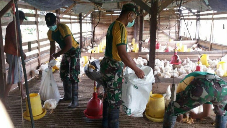 Jelang Lebaran, Satgas Yonif PR 328 Bantu Warga Keerom Panen Ternak Ayam