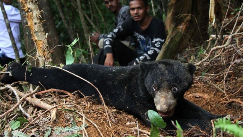 Warga Agam Geger, Lihat Beruang sedang Makan Nangka
