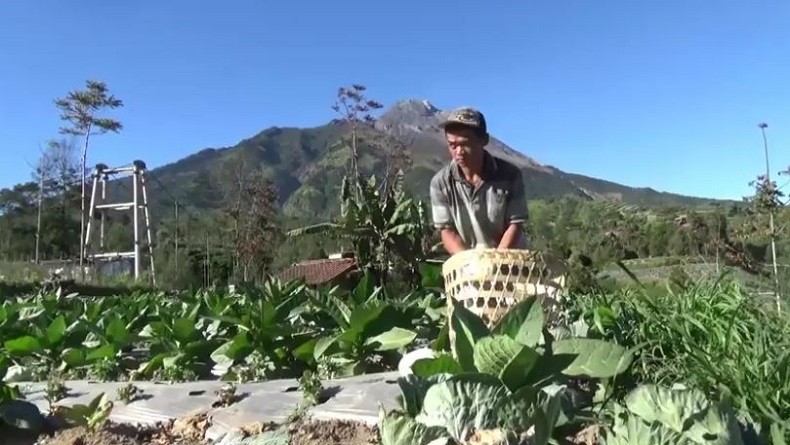 Gunung Merapi Luncurkan Lava Pijar 3 Kali