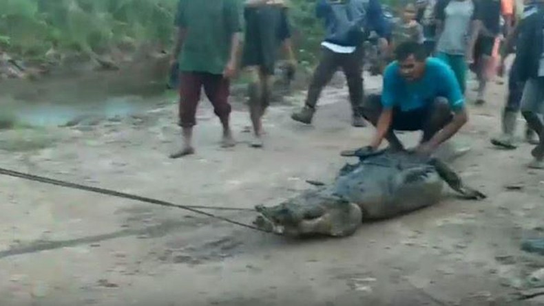 Warga Tangkap Buaya Pemakan Manusia, Saat Dibelah Isi Perutnya Mengejutkan