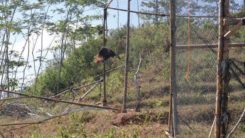 Dilatih 5 Tahun, 2 Elang Bido Dilepasliarkan di Punthuk Gondang Kulonprogo