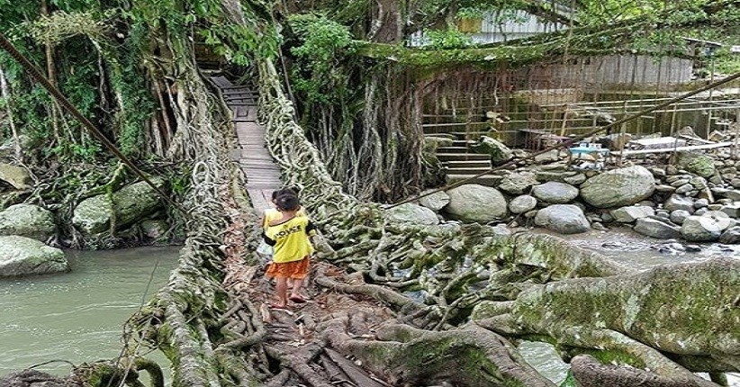 Intip Keunikan Jembatan Akar Sungai Bayang, Objek Wisata