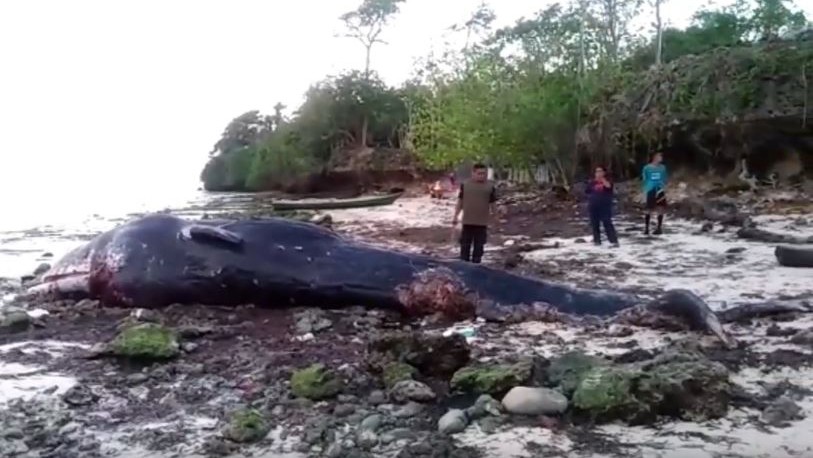 Bangkai Paus Sperma Sepanjang 9,6 Meter Ditemukan di Pantai Gusi Buton Utara