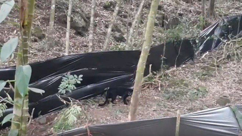 Macan Tutul Hitam Dilepasliarkan di Kawasan Gunung Ciremai Kuningan