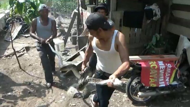 Warga Padangsidimpuan Tangkap Ular 4 Meter Pemangsa Ternak