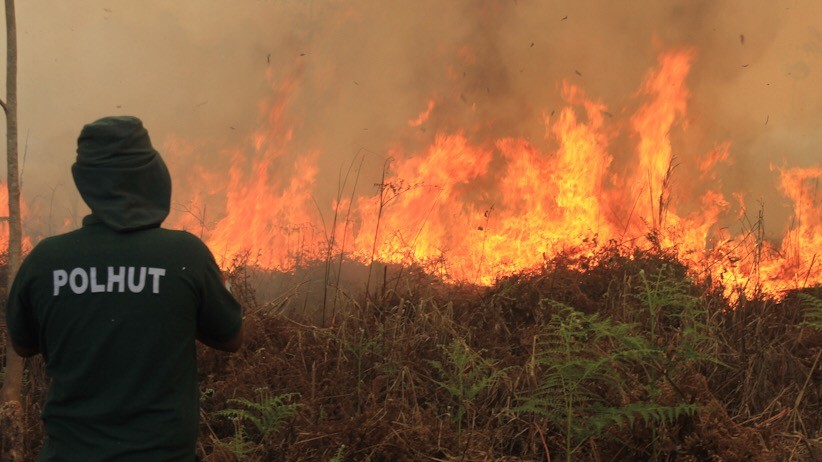 Kebakaran Hutan Dan Lahan Gambut Di Aceh Barat Meluas