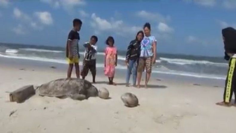 Bangkai Penyu Raksasa Terdampar di Pantai Menara Belitung Timur