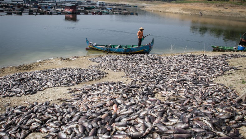 Ribuan Ikan Nila di Danau Batur Bali Mati, Diduga akibat Semburan Belerang
