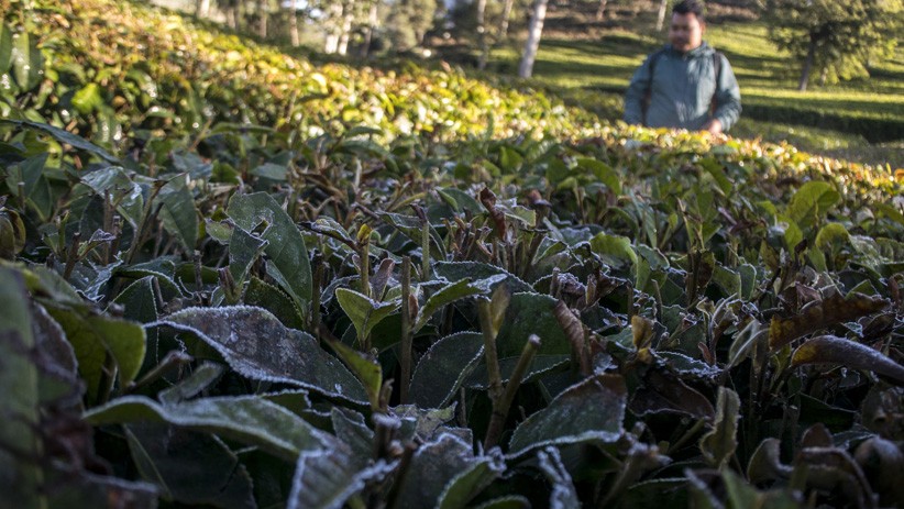 Tak Hanya Dieng, Fenomena Embun Es Juga Terjadi di Bandung - Bagian 1