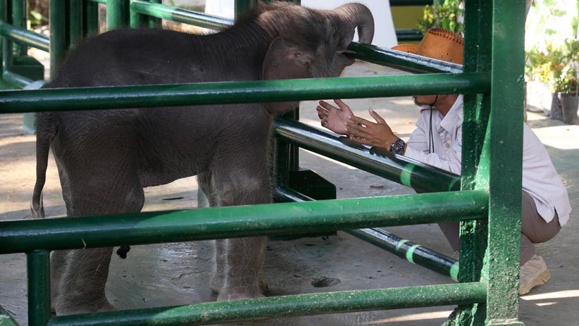 Tingkah Lucu Bayi Gajah Sumatera di Kebun Binatang Surabaya