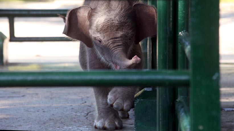 Tingkah Lucu Bayi Gajah Sumatera di Kebun Binatang Surabaya