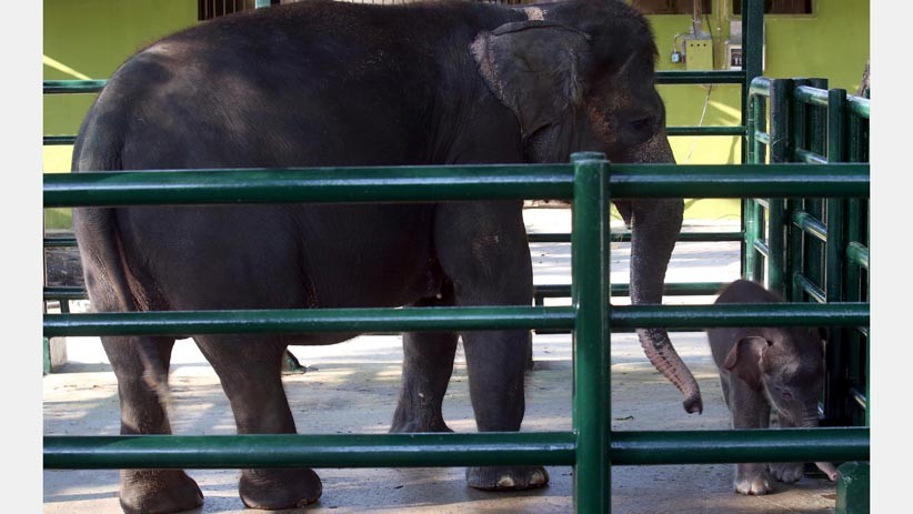 Tingkah Lucu Bayi Gajah Sumatera di Kebun Binatang Surabaya