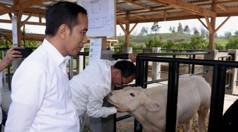 Jokowi Tinjau Peternakan Sapi Belgian Blue dan Budidaya Bawang Putih di Sumut