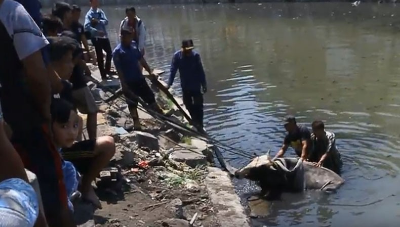 Kaget Diteriaki Anak-Anak, Sapi Kurban Loncat ke Sungai di Semarang