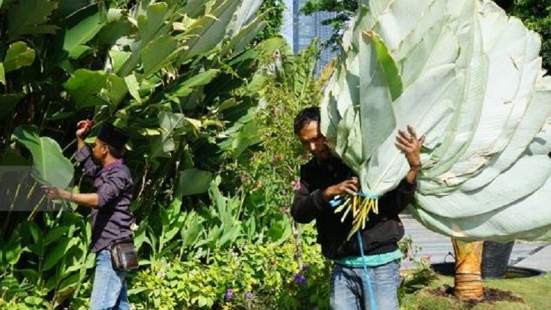 Kurangi Plastik, Risma Bagikan Daun Pisang Pembungkus Daging Kurban ke Masjid