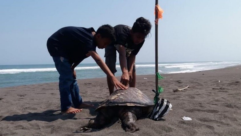 Nelayan di Kulonprogo Kembali Temukan Penyu Mati di Pantai