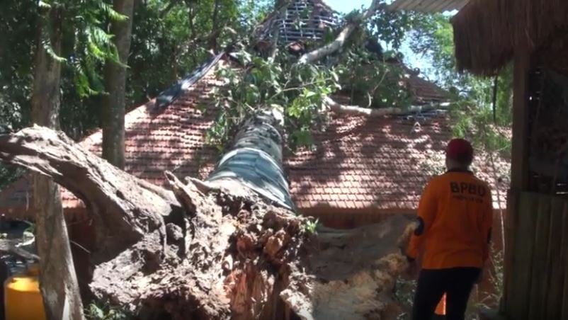 Pujasera Senilai Rp2,5 M Rusak Tertimpa Pohon Tumbang di Jolotundo Mojokerto