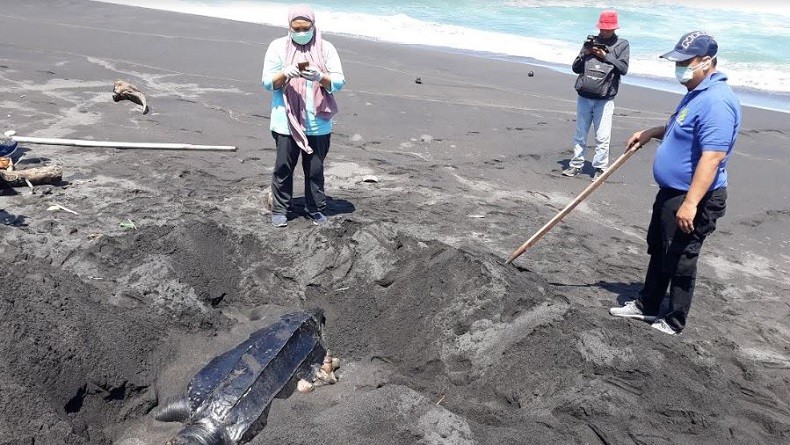 Jadi Lokasi Tambak Udang, Habitat Penyu di Pantai Kulonprogo Terganggu