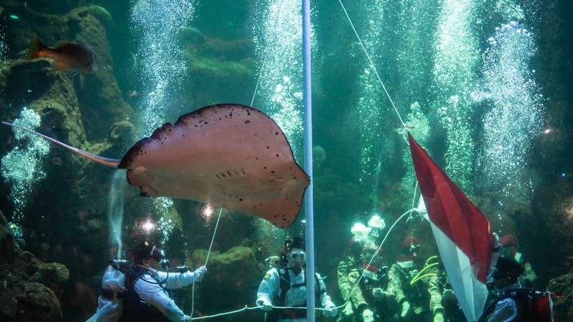 Penyelam Gelar Upacara HUT RI di Kolam Raksasa Sea World Ancol - Bagian 1