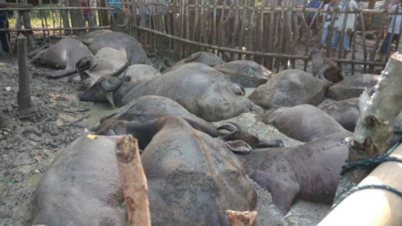 19 Ekor Kerbau di Lombok Tengah Mati Mendadak, Dinas Turun Tangan Investigasi