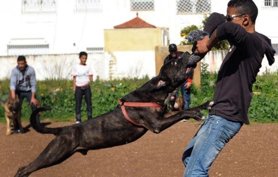 Seram, Perempuan Paruh Baya Tewas Dicabik-cabik 6 Anjing Pit Bull
