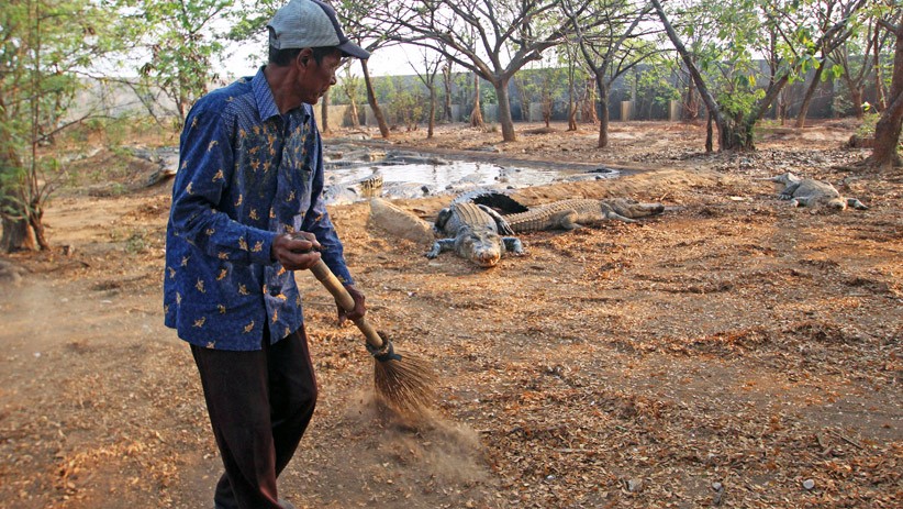 Tidak Terawat, Lokasi Wisata Taman Buaya Tanjung Pasir Terancam Tutup - Bagian 2