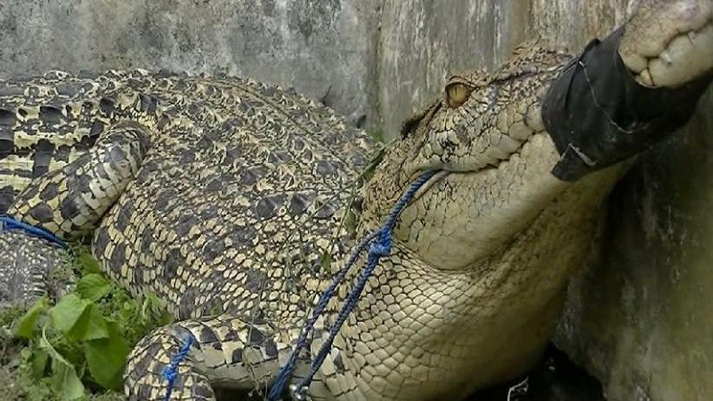 Warga Labura Luka-luka Diserang Buaya saat Memancing di Sungai Simangalam