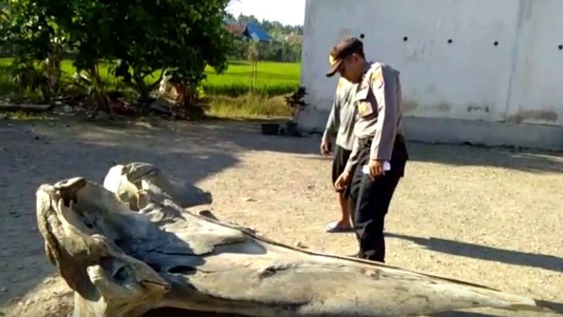 Viral, Warga Temukan Tulang Raksasa di Pantai Salipang Donggala Sulteng