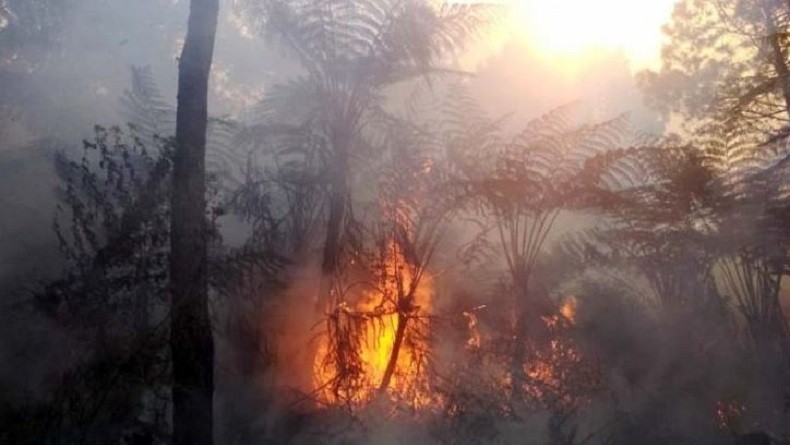 Hutan Pinus di Lereng Timur Gunung Slamet Kembali Terbakar