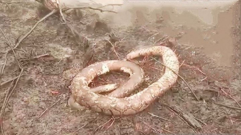 Banyak Satwa Mati Terbakar akibat Karhutla di Kotawaringin Timur, Terbanyak Ular