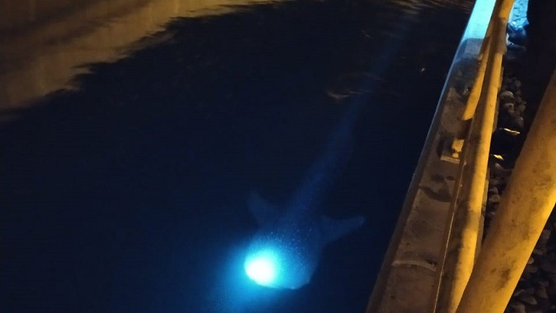 KKP Berupaya Evakuasi Hiu Paus yang Terjebak di Kanal PLTU Paiton Probolinggo