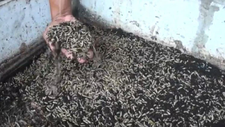 Budidaya Belatung Hasilkan Belasan Juta Rupiah Tiap Bulan